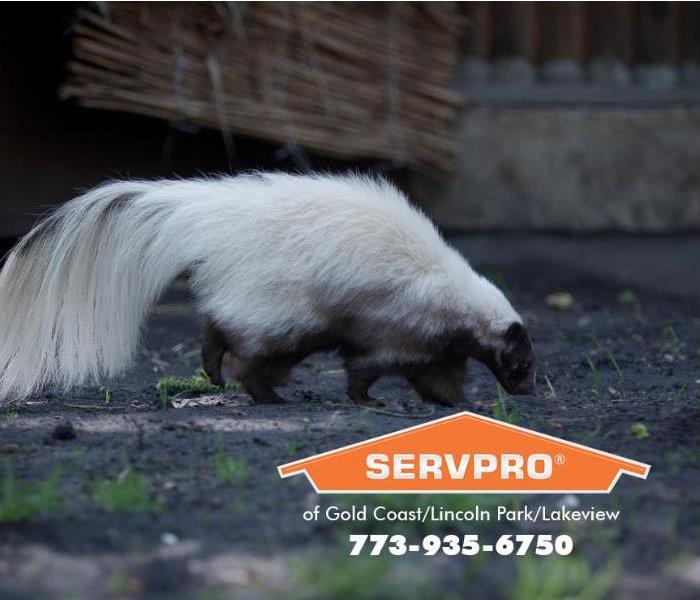 A skunk is shown in an urban area. 